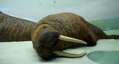 AMNH - Walrus